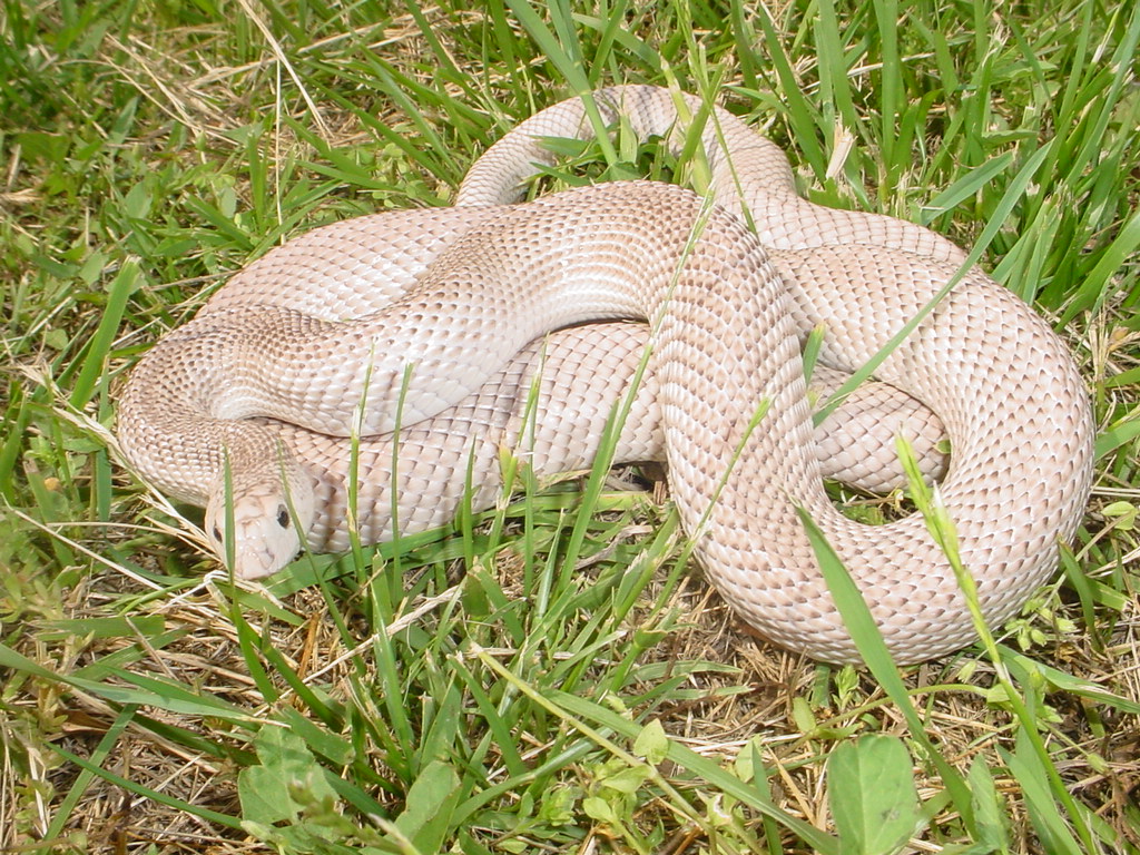 southern male