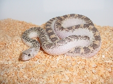 Male Whiteside