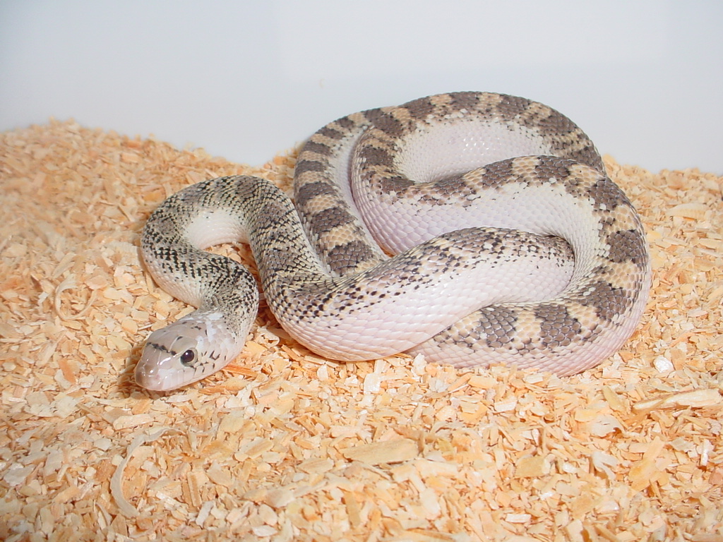 Male Whiteside
