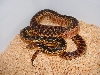 High Color Het Applegate Albino San Diego Female