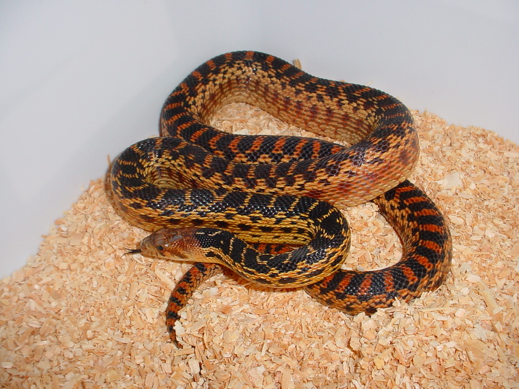 High Color Het Applegate Albino San Diego Female