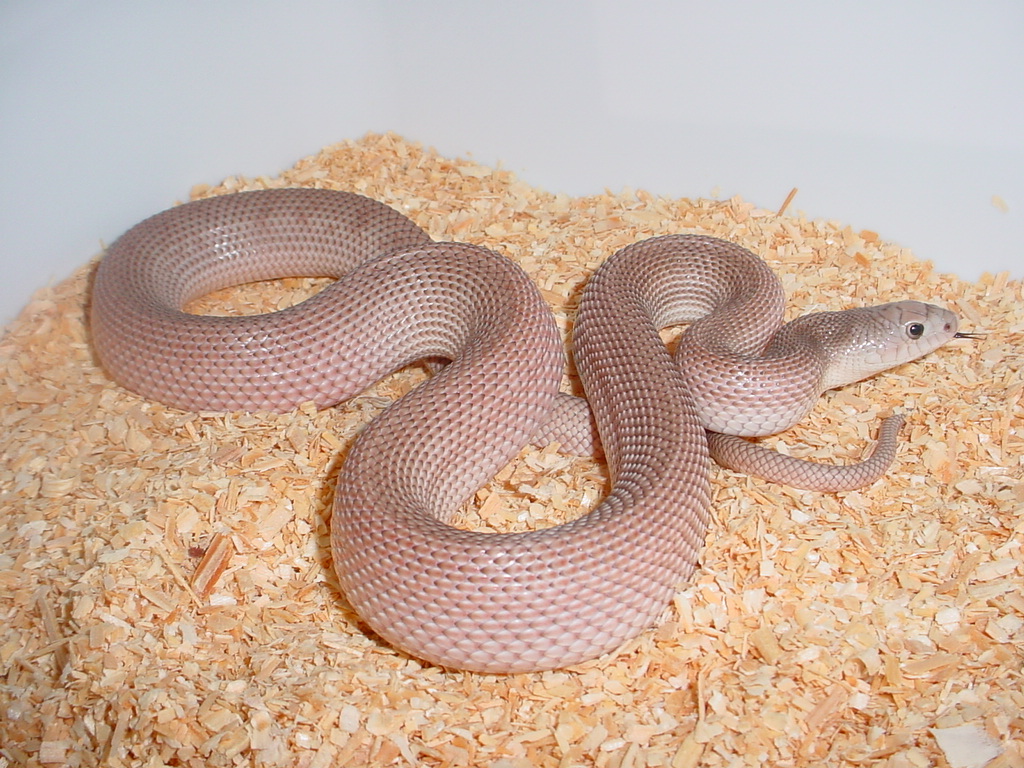 Patternless Southern Pine