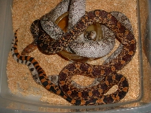 red het whiteside and whiteside w/ red lineage