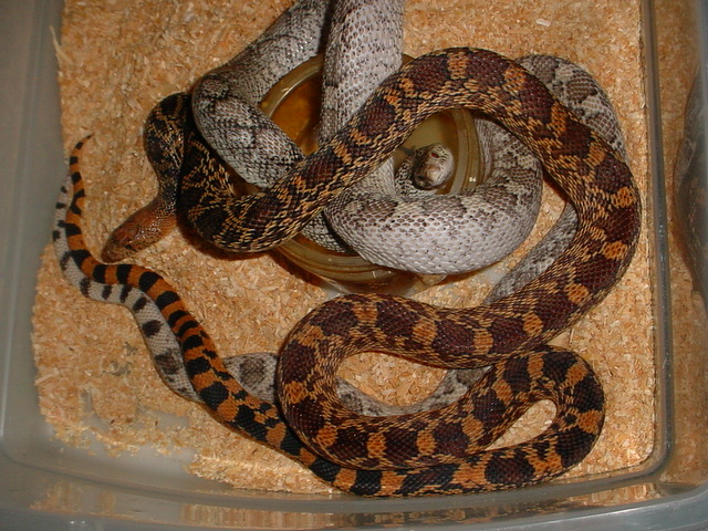 red het whiteside and whiteside w/ red lineage