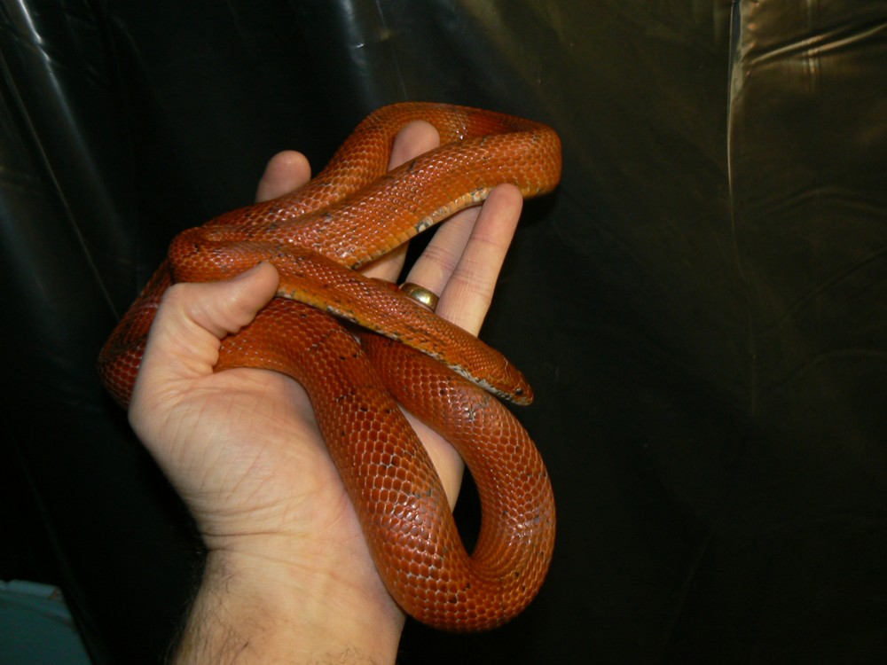 female bloodred adult