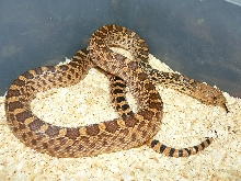 crumbly lineage red het stillwater hypo male 08
