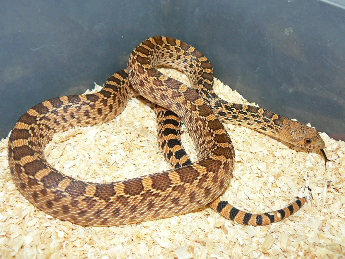 crumbly lineage red het stillwater hypo male 08