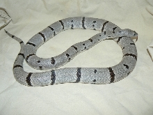 male gb