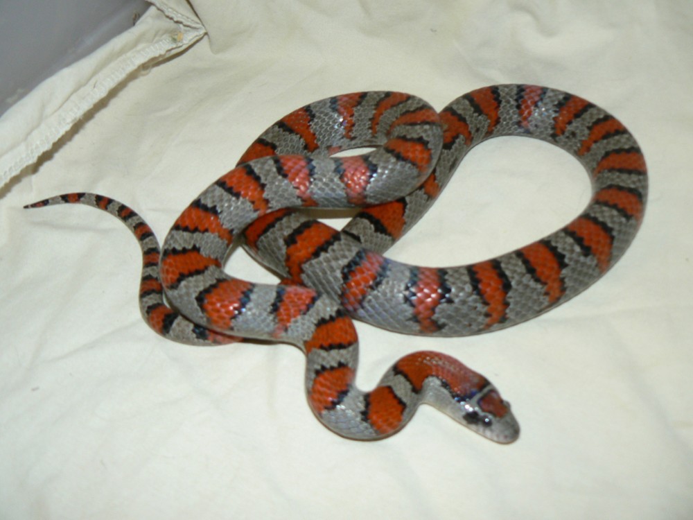 male mex