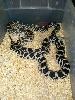 miami county axanthic b.lichtenhan 07