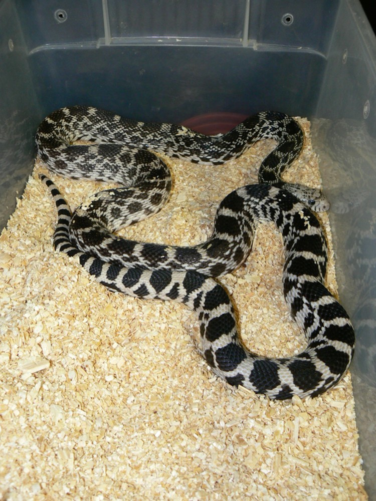 miami county axanthic b.lichtenhan 07