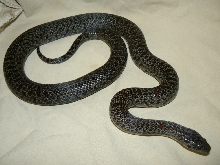 Speckled mex female