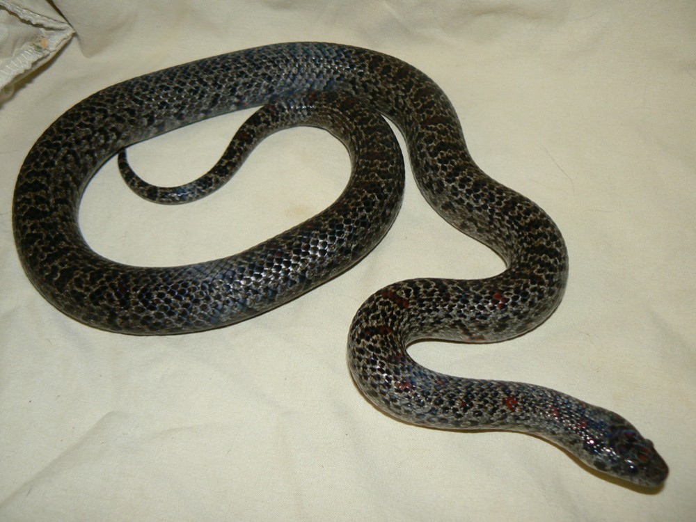 Speckled mex female