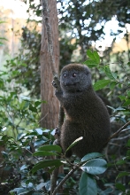 Bamboo