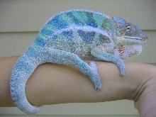 Cobalt, Pic 3