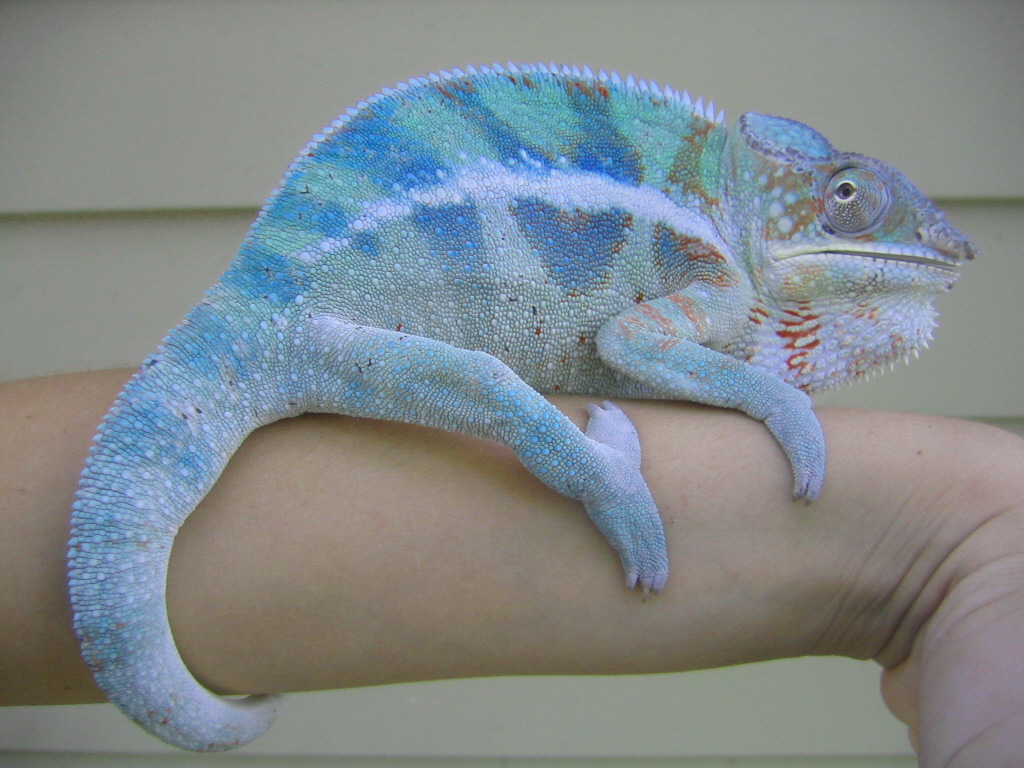 Cobalt, Pic 3