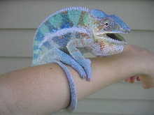 Cobalt pic 2