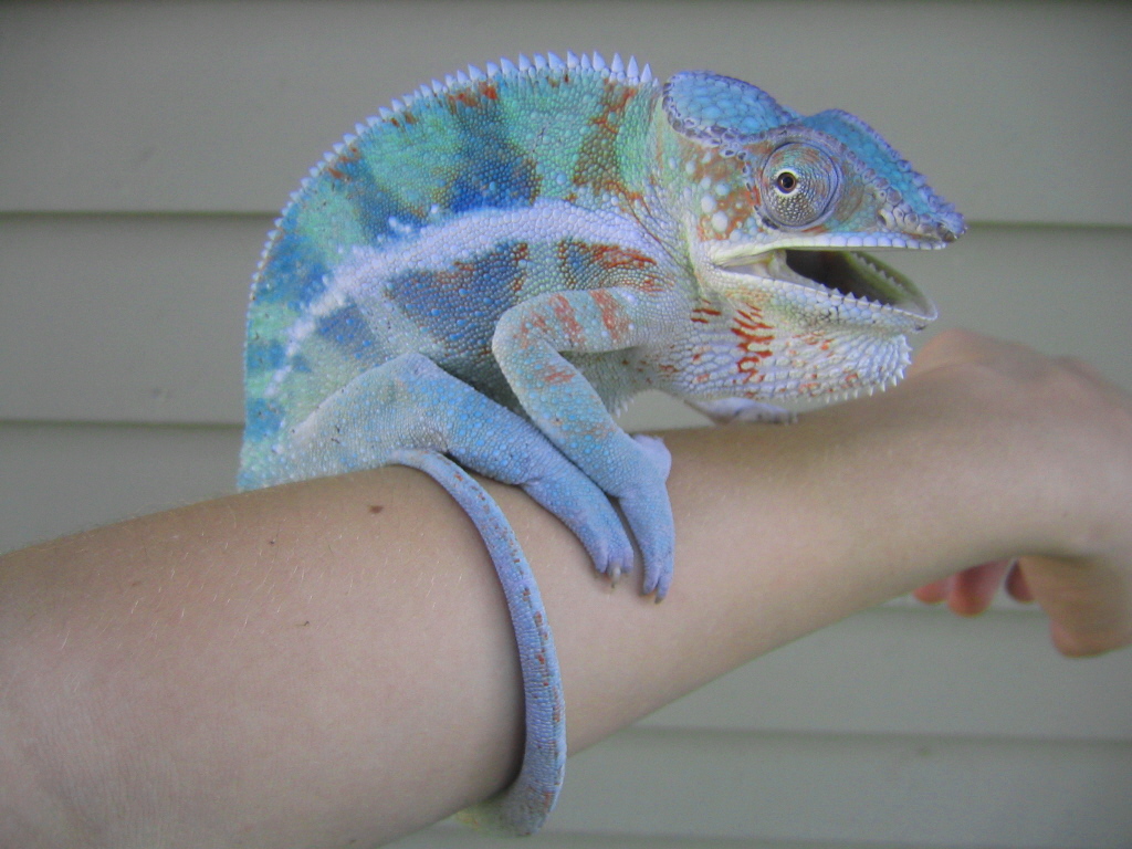 Cobalt pic 2