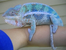 Cobalt, Ambanja   Nosy be