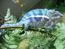 Cobalt, Panther cham