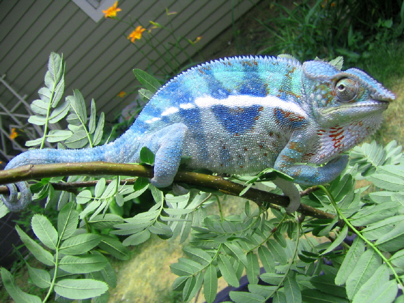 Cobalt, Panther cham