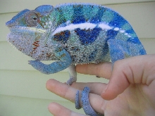 Cobalt, going on 11 months
