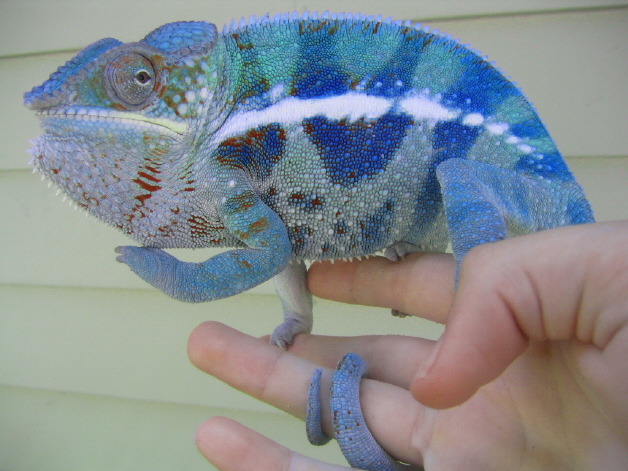 Cobalt, going on 11 months
