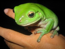 Green Treefrog