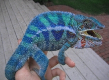 True colors