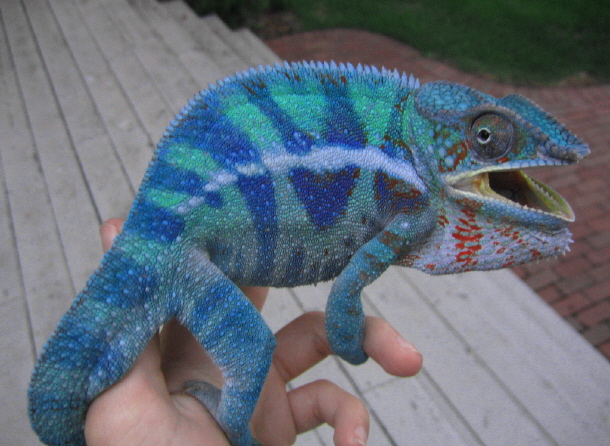 True colors