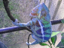Cobalt...