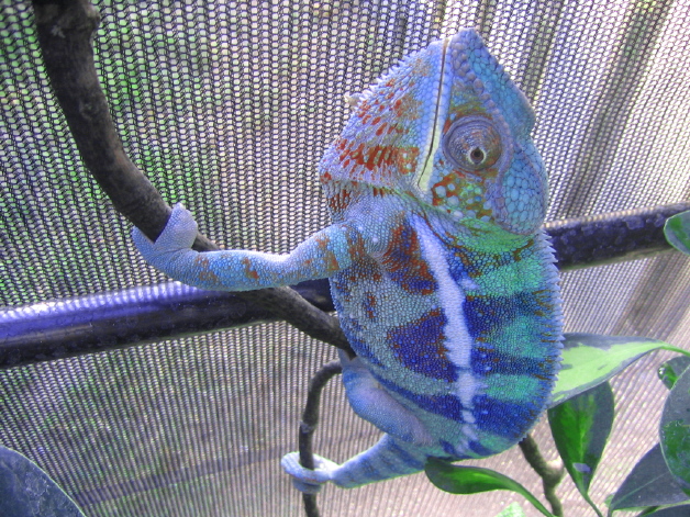 Cobalt...