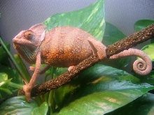 Capuchi Pic 1