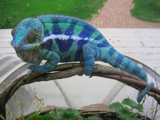 Cobalt with purple bars
