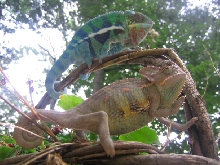 Capuchi and Cobalt pic 1