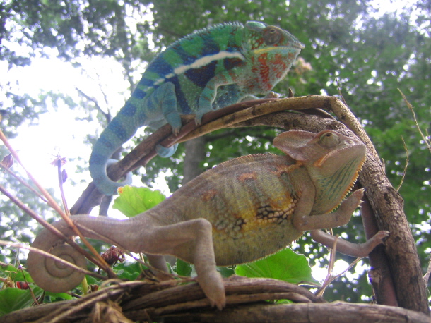 Capuchi and Cobalt pic 1