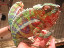 Cobalt showing STRANGE coloration