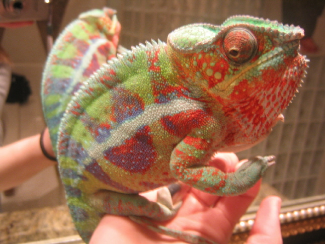 Cobalt showing STRANGE coloration