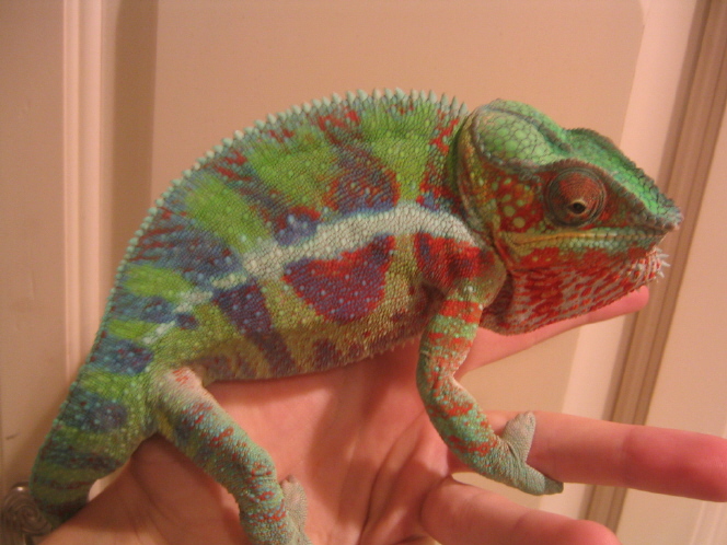 Cobalt, strange colors 3