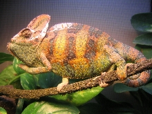 Capuchi nearly doubled in size