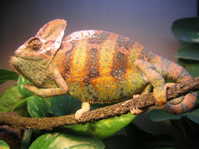 Capuchi nearly doubled in size