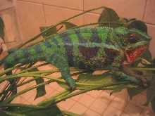 Cobalt enjoying a shower!