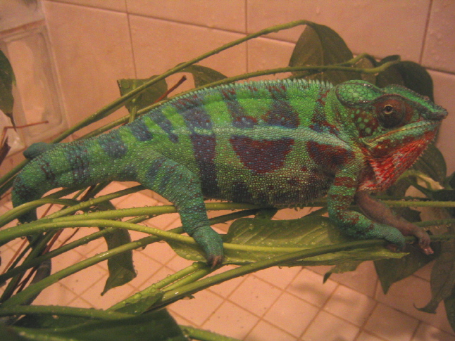 Cobalt enjoying a shower!