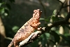 Female Panther