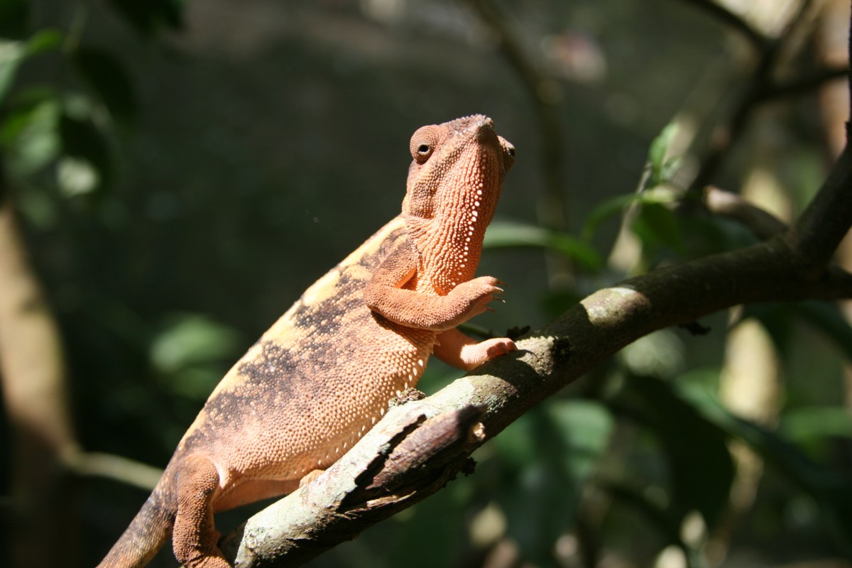 Female Panther