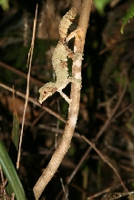 'Nother Leaftail