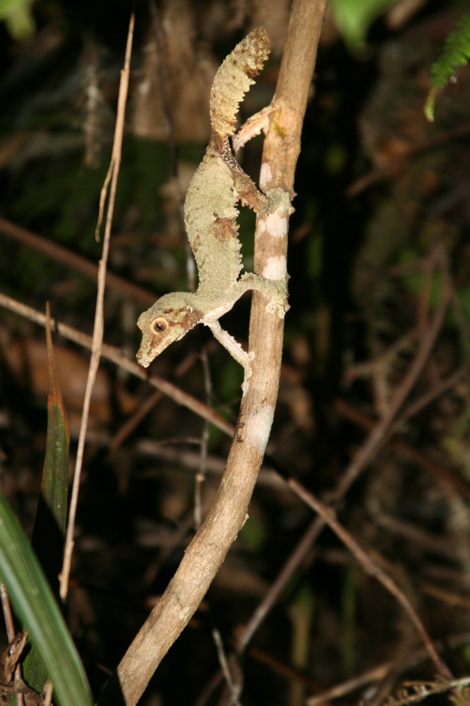 'Nother Leaftail
