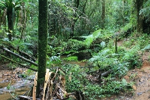 Rainforest