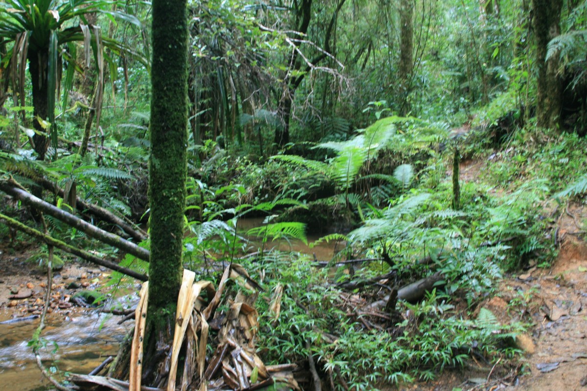 Rainforest