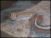 Picta Geckos